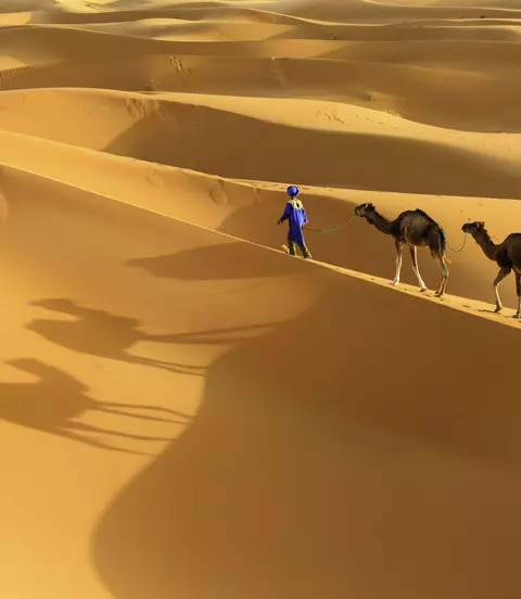 Tuareg with camels