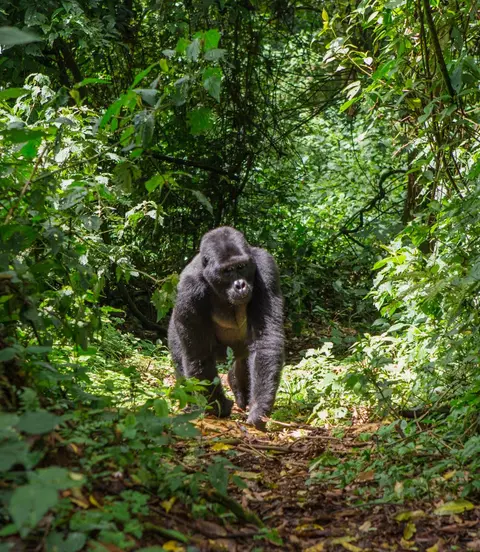 Dominant male mountain gorilla in rainforest.