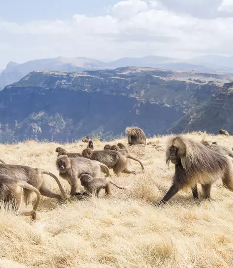 Baboons running through the plains of Semien Mountains National Park