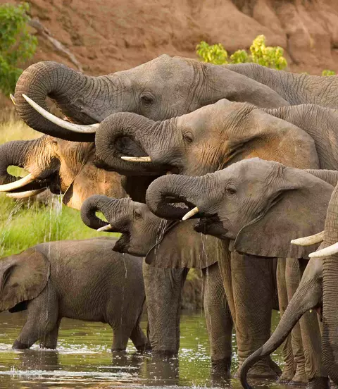 Elephants drinking at a waterhole in Botswana