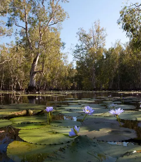 Mangrove trees and beautiful blue Lotus flowers in Kakadu National Park