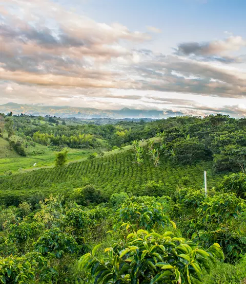 View across green lush coffee plantation