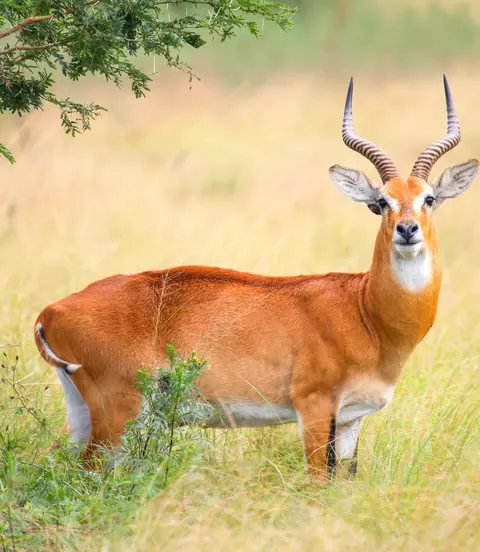 Uganda Safari Vacation Packages 2025/2026 | Goway Travel