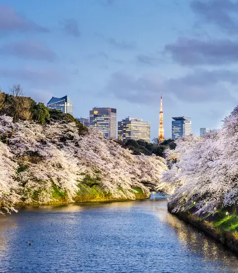Cherry Blossoms in Tokyo