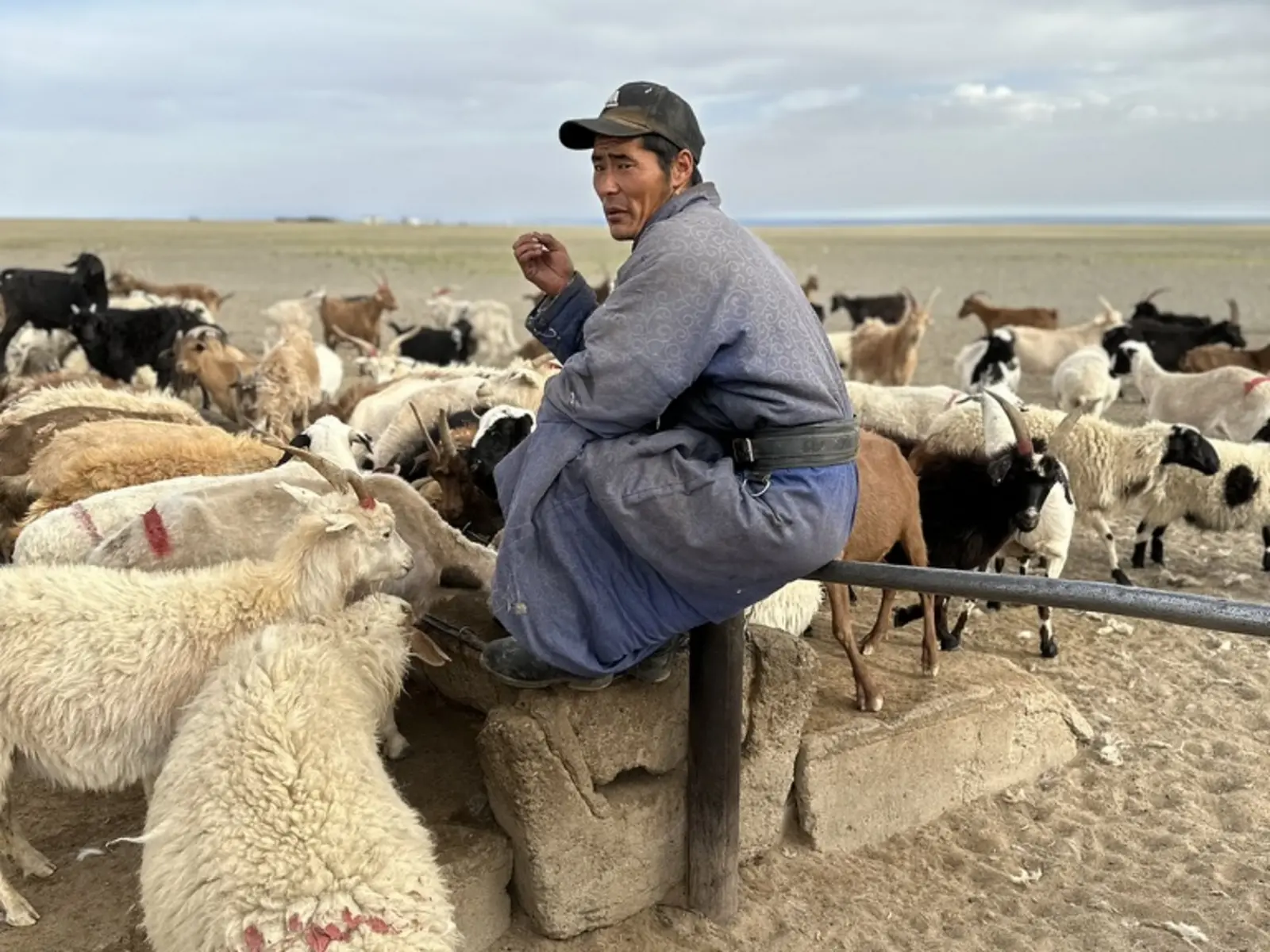 Nomad sitting on a fence with his herd