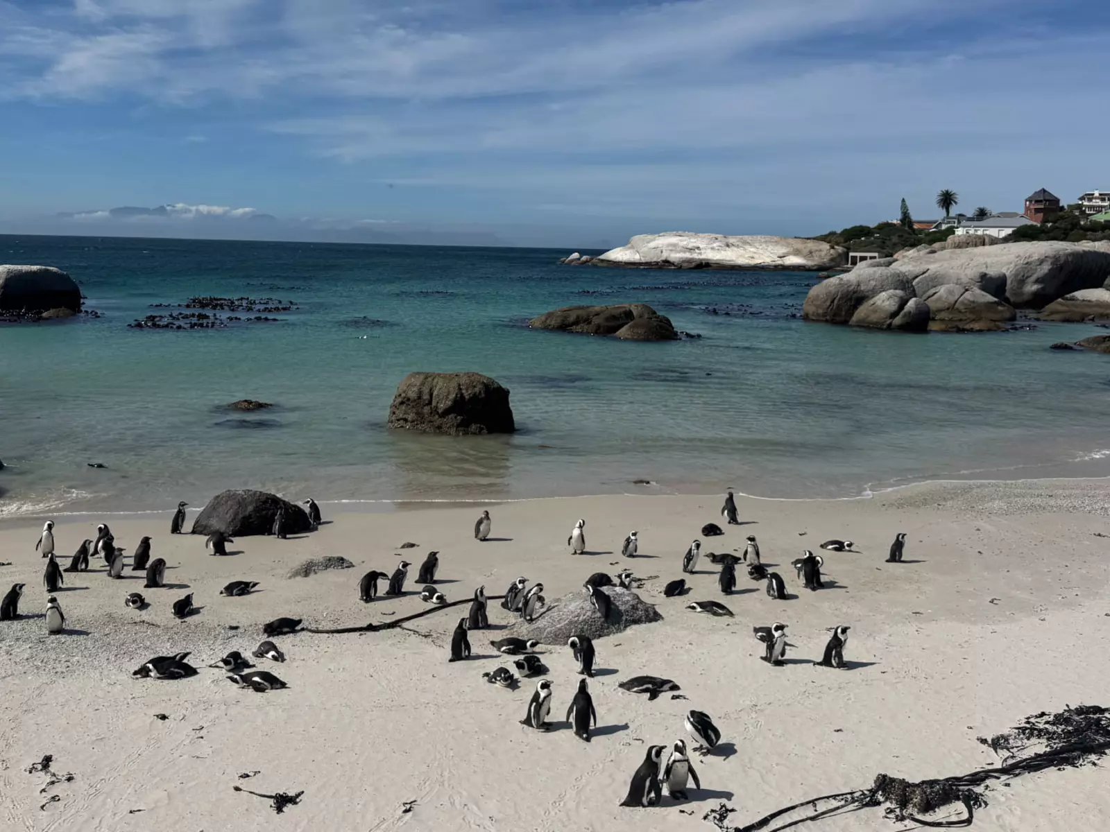 African penguins on Boulders Beach outside Cape Town in South Africa