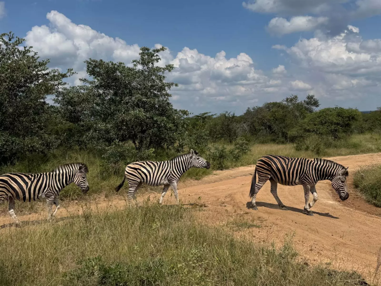 Three zebras walking through a park environment.