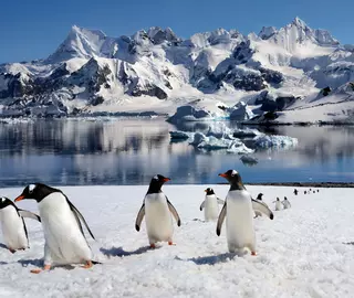Gentoo Penguins
