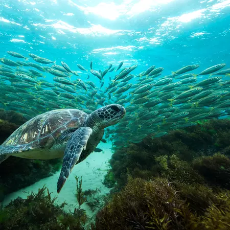 A green sea turtle over the Great Barrier Reef
