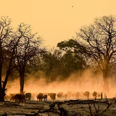 A herd of Buffalo raises the dust in the early morning