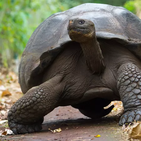 Walk with the tortoises on the Galapagos Islands
