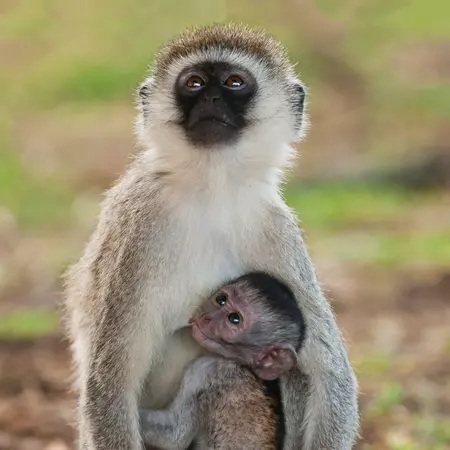 Tarangire National Park in Tanzania