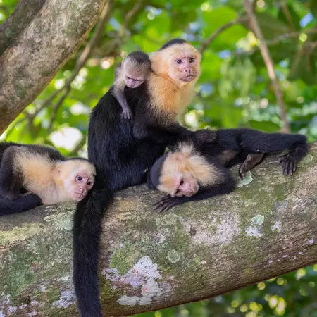 White-headed capuchin family