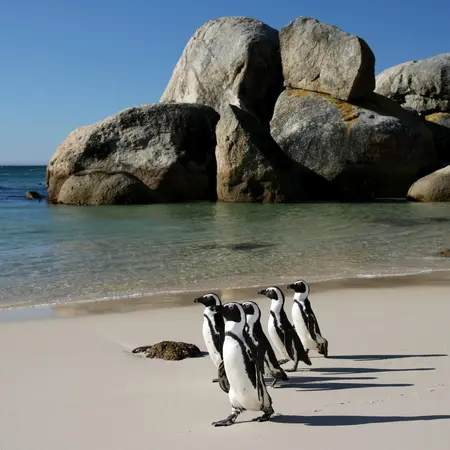 Penguins