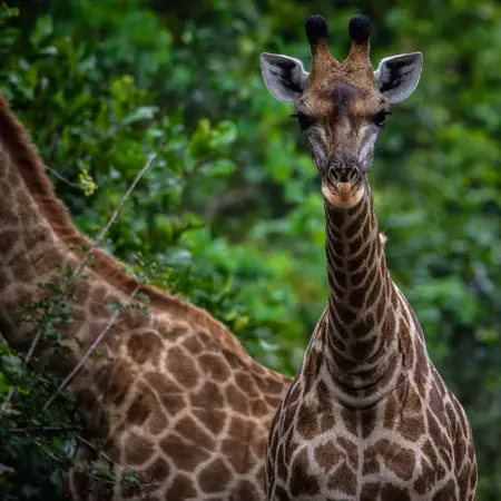 Giraffes