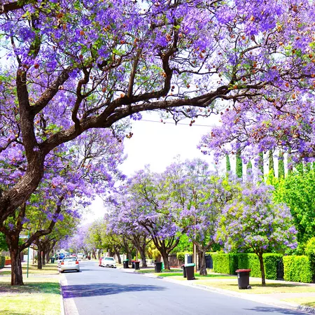 Beautiful purple flower Jacaranda tree lined street in full bloom in Adelaide, South Australia