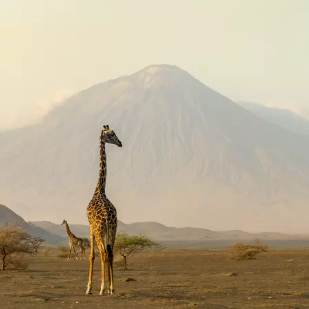 giraffes in the Ngorongoro crater