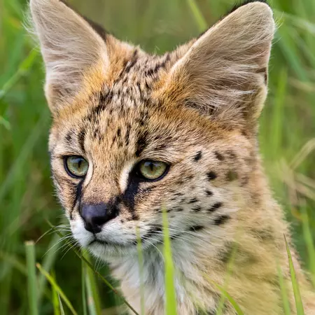 Serval, Ngorongoro, Tanzania