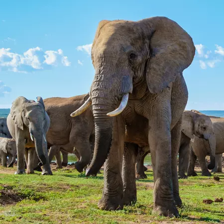 Walk amongst the wildlife at Kruger National Park