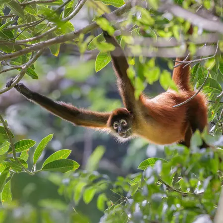 Geoffroy's spider monkey
