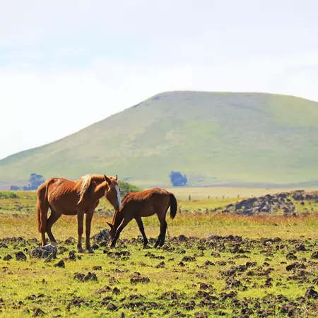 Spot the wildlife in Rapa Nui