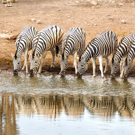 Experience nature at its finest in Etosha National Park