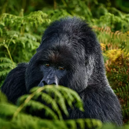 An adult Mountain Gorilla
