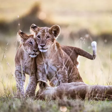 Playful lion cubs