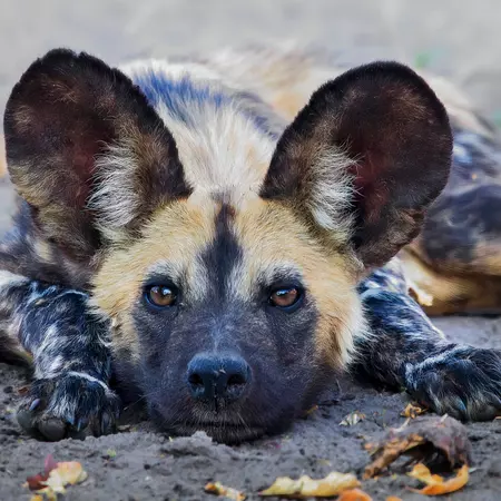 African Wild Dog, Botswana