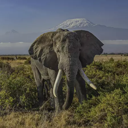 Amboseli National Park