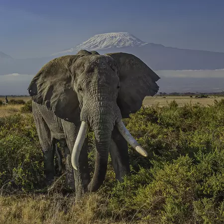 Amboseli National Park