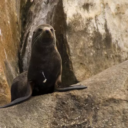 Kangaroo Island