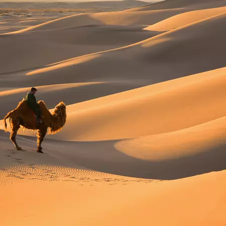 Bactrian camel in the "Mini Gobi" desert, Mongolia
