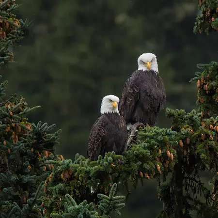 Bald Eagles, Alaska