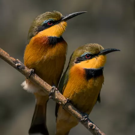 Bee-Eaters Chobe National Park