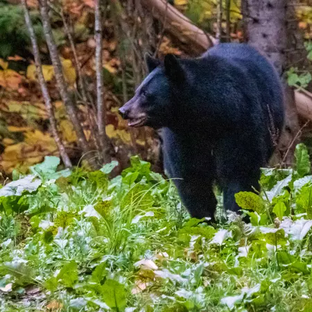 Black Bear in the Mauricie Region