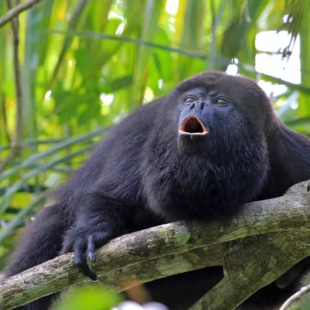 Black howler monkey howling like crazy, Belize Jungle