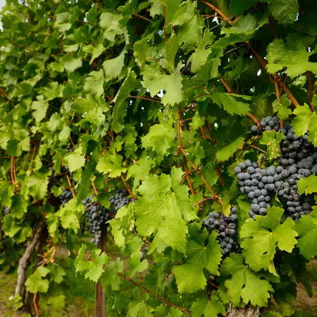 Merlot on the vines, Niagara-On-The-Lake