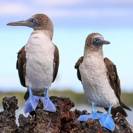 Blue-footed Boobies