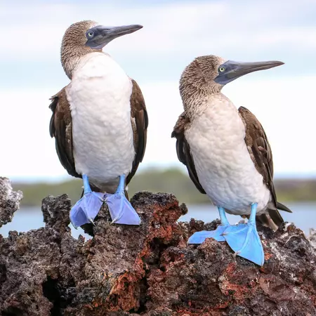 Blue-footed Boobies