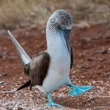 Blue-footed Booby