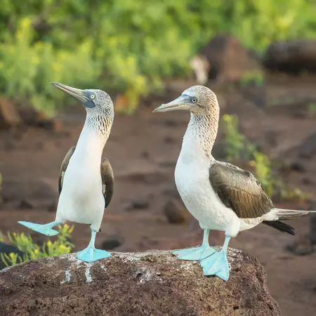 Blue-footed booby