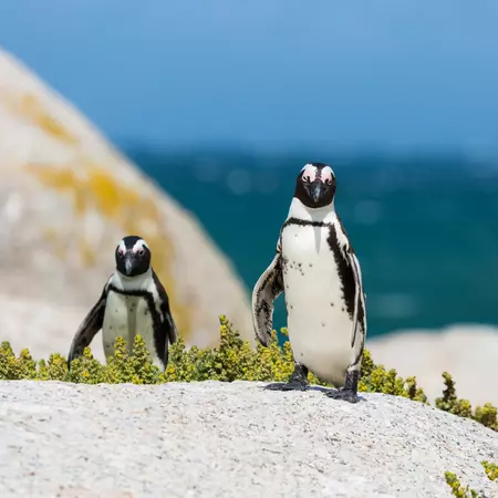 Boulders Beach