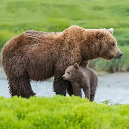 Alaskan Brown Bears