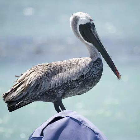 Brown Pelican