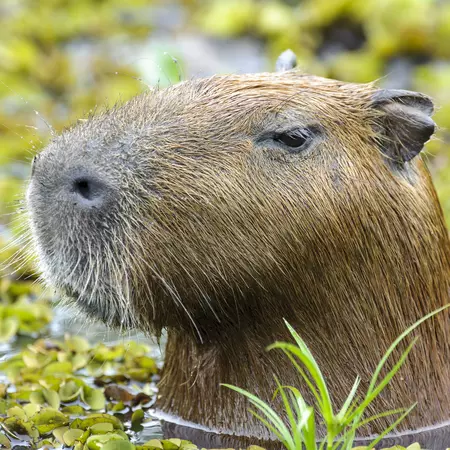 Capybara