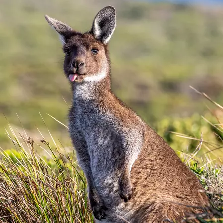 Kangaroo