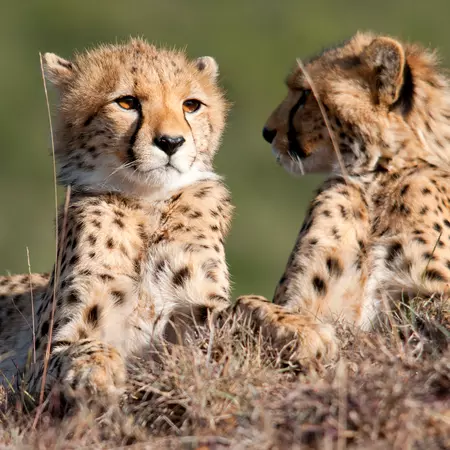 Cheetah brothers