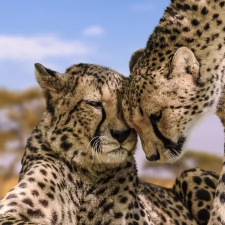 Big Cats on the Serengeti