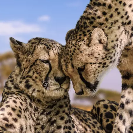 Serengeti